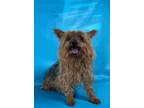 Adopt Mercedes a Yorkshire Terrier, Mixed Breed