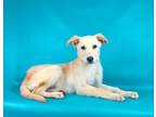 Adopt Tamira a Labrador Retriever, Mixed Breed