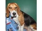 Adopt Elodie a Beagle, Mixed Breed