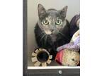 Adopt Bella a Domestic Short Hair