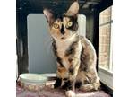 Adopt Belly a Domestic Short Hair