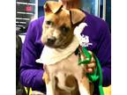 Adopt Miracle a Terrier