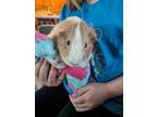 Adopt Taffy a Guinea Pig