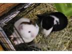 Adopt Ebony and Ivory a Guinea Pig