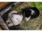 Adopt Ebony and Ivory a Guinea Pig