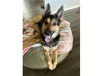 Adopt Estelle a German Shepherd Dog