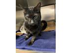 Adopt Spooky a Domestic Short Hair