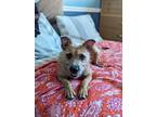 Adopt EGGROLL-Munster Shelter a Wire Fox Terrier