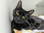 Adopt Sabrina a Domestic Short Hair