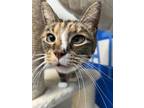 Adopt Buttons a Domestic Short Hair