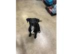 Adopt Tyra a Labrador Retriever, Mixed Breed