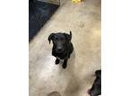 Adopt Zayla a Labrador Retriever, Mixed Breed