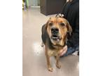 Adopt Piper a Rottweiler, Shepherd