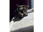 Adopt Princess Cottonball a Domestic Short Hair