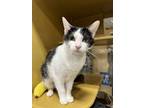 Adopt Candy a Domestic Short Hair