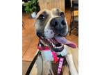 Adopt BABY IM A STAR a Pit Bull Terrier, Boxer
