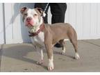 Adopt WHEN DOVES CRY a Pit Bull Terrier
