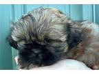 Shih Tzu Puppy for sale in Joplin, MO, USA