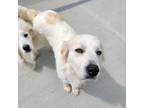 Adopt Eva a Great Pyrenees