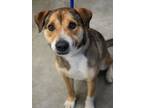 Adopt Harley a Shepherd, Hound