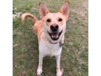 Adopt Teeter Totter a Labrador Retriever, Carolina Dog