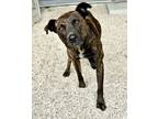 Adopt Armadilla a Pit Bull Terrier, Mixed Breed