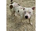 Adopt Sassy a Pit Bull Terrier, Mixed Breed