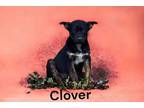 Adopt Clover a Terrier