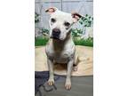 Adopt Sprite a Pit Bull Terrier