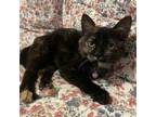 Adopt Bunny (138976) (In a Foster Home) a Domestic Short Hair