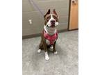 Adopt Priscilla a American Staffordshire Terrier