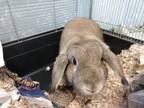 Adopt Choux a Holland Lop