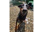 Adopt Luna a Doberman Pinscher