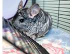 Adopt CHEESE a Chinchilla