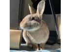 Adopt Poppy a Bunny Rabbit