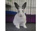 Adopt Harper a Bunny Rabbit