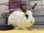 Adopt Harper a Bunny Rabbit