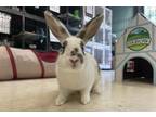 Adopt Maple a Bunny Rabbit