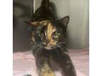 Adopt MeowMeow a Domestic Short Hair