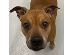 Adopt Puffin a Boxer, Pit Bull Terrier