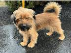 Adopt Allie a Border Terrier