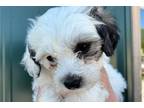 Zuchon Puppy for sale in Joplin, MO, USA