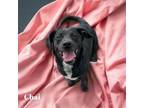 Adopt Chai a Mixed Breed