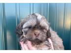 Shih Tzu Puppy for sale in Joplin, MO, USA