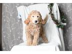 Goldendoodle Puppy for sale in Richmond, IN, USA