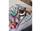 Adopt Henrietta a Pug