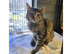 Adopt Snuggles a Domestic Medium Hair