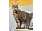 Adopt Marigold a Domestic Short Hair