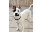 Adopt Trixie a Terrier, Mixed Breed