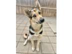 Adopt Britta a German Shepherd Dog